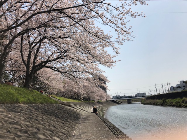 お花見日和