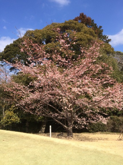 さくらの開花