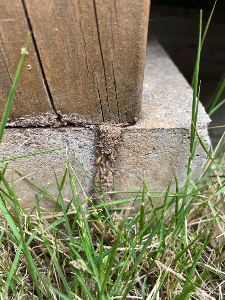 せっせと働くシロアリ